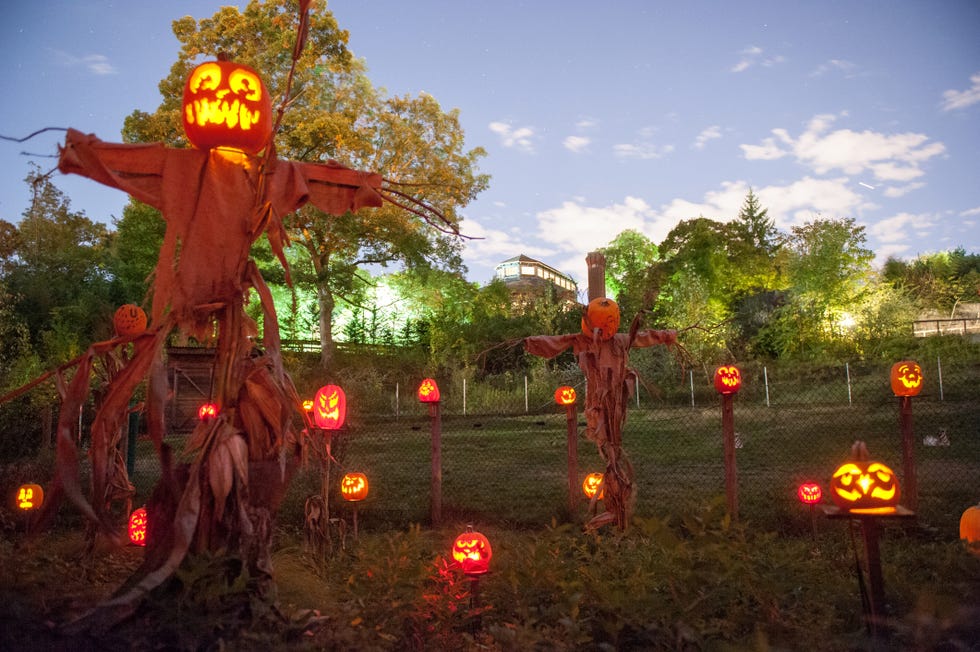 a jack o lantern pumpkins in a field