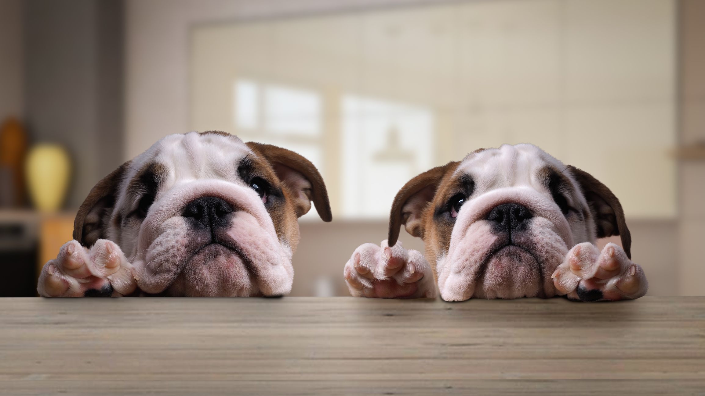 Zielig! De lelijkste hond ter wereld is uitgeroepen