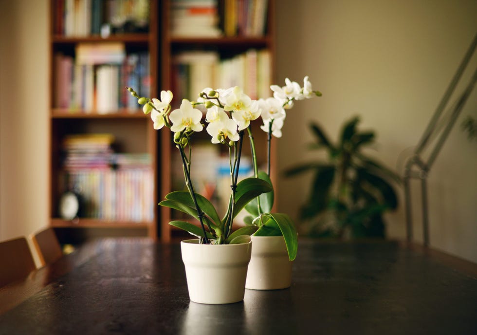 interior scene,two orchid plants on a wooden table, with bookshelves visible in the background