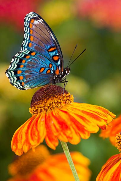 the red spotted purple butterfly limenitis astyanax is species of north american brush footed butterfly, common throughout much of the eastern united states it has red spots on its underside and the top of the wings are notable for their iridescent blue markings