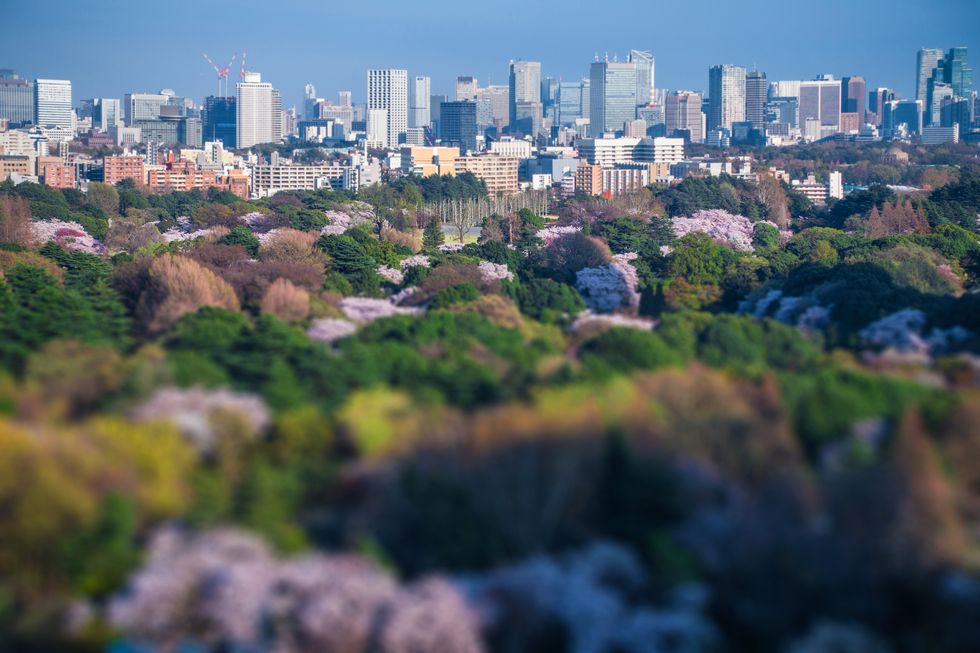 tokyo, shinjuku, shinjuku gyoen, spring, cherry blossoms, skyline, cityscape