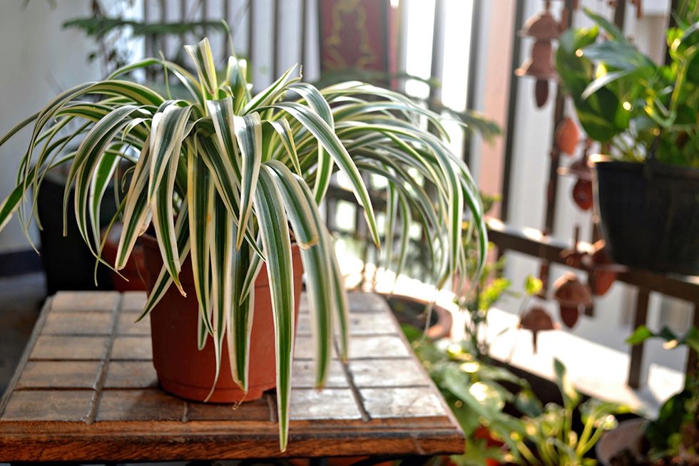 Houseplant, Flowerpot, Flower, Plant, Room, Table, Herb, Nepenthes, 