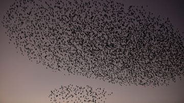 murmurations