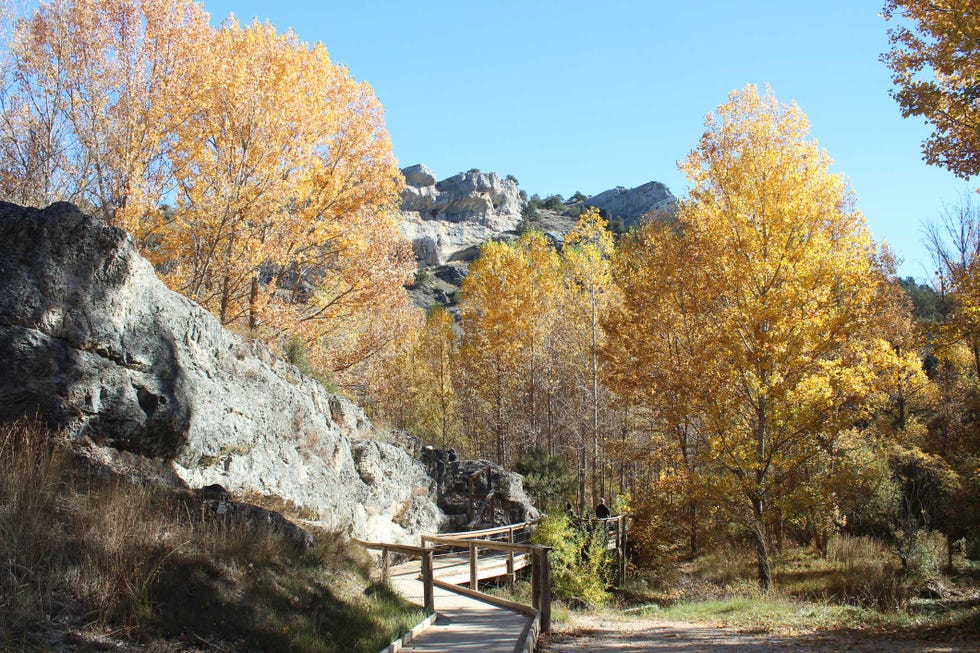 sabinar de calatañazor