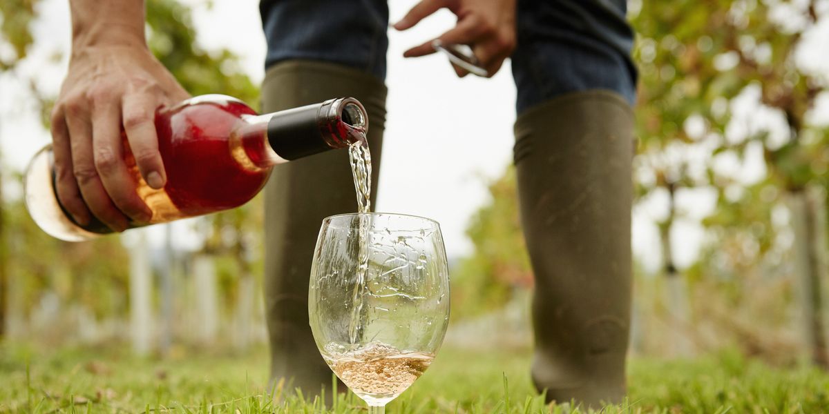 Everything You Ever Wanted to Know About Sustainable Wine
