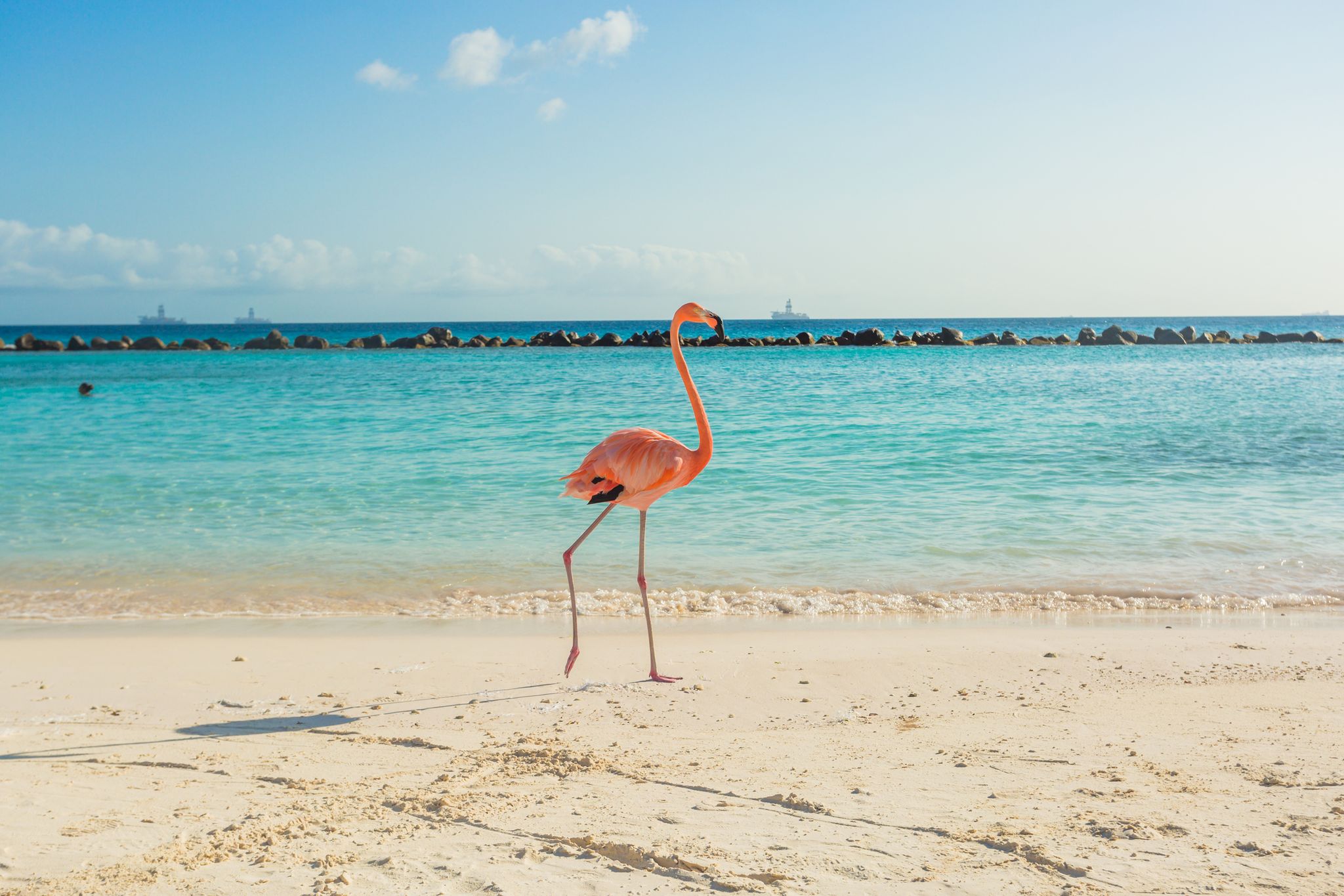 Greater flamingo, Flamingo, Bird, Beach, Vacation, Water bird, Caribbean, Sky, Sea, Pink, 