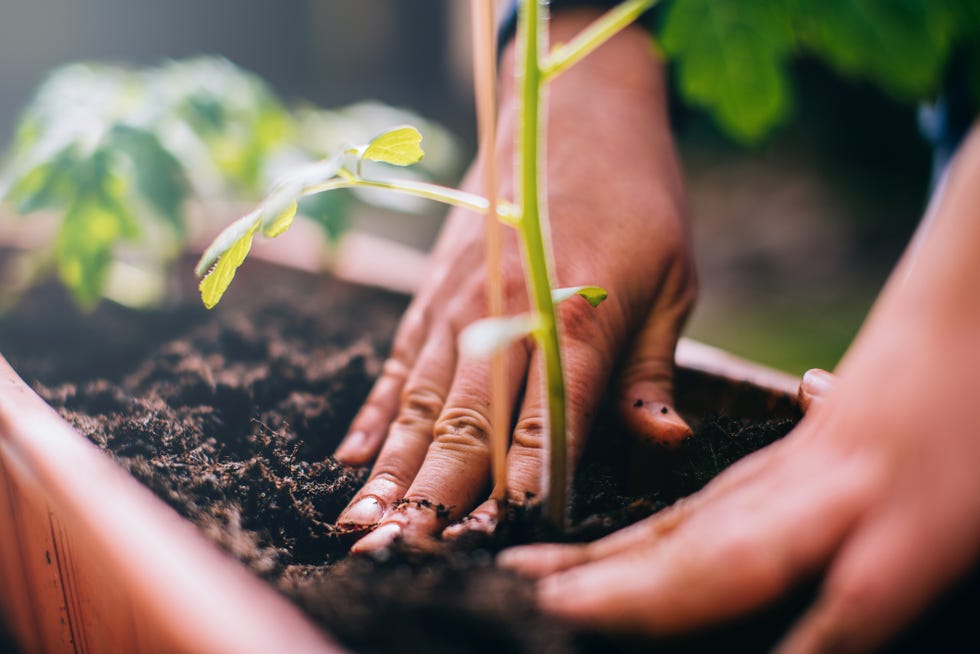 woman planting a tomato plant