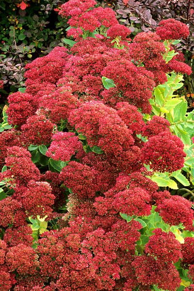 sedum autumn joy, sedum herbstfreude, red flower, garden plant, stonecrop