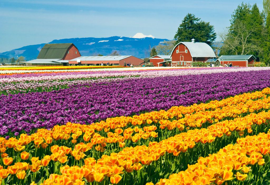 Flower Festivals of the US : Arts & Culture : Travel Channel