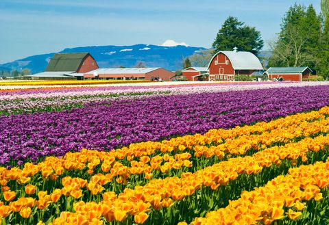 Flower, Field, Farm, Plant, Spring, Tulip, Plantation, Flowering plant, Crop, Sky, 