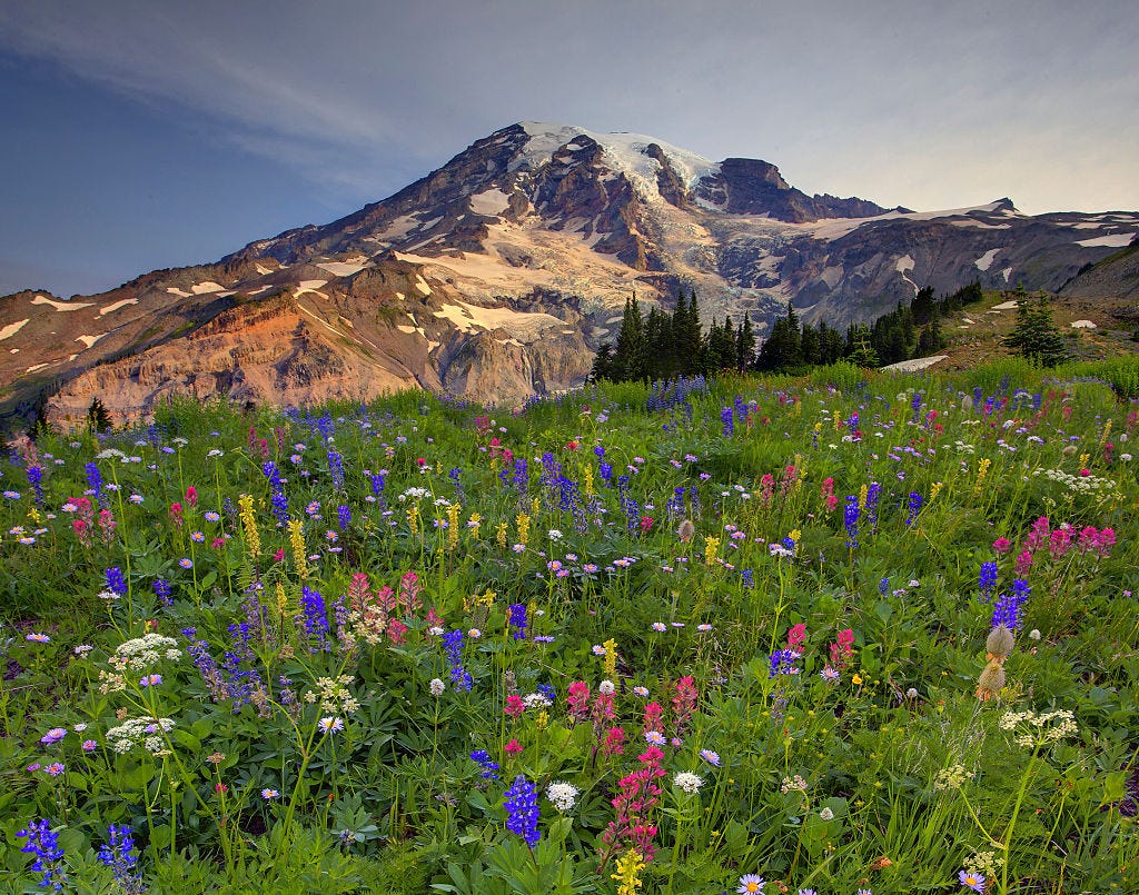 Discover Wildflowers - Mount Rainier National Park (U.S. National Park  Service)