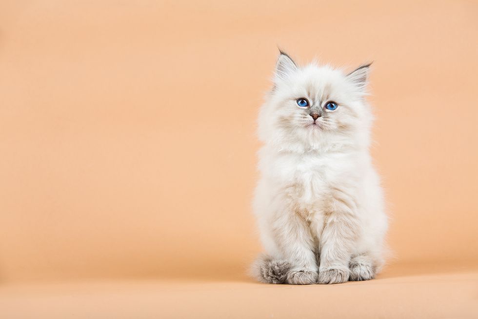 The 10 most popular dog and cat names of 2018 so far