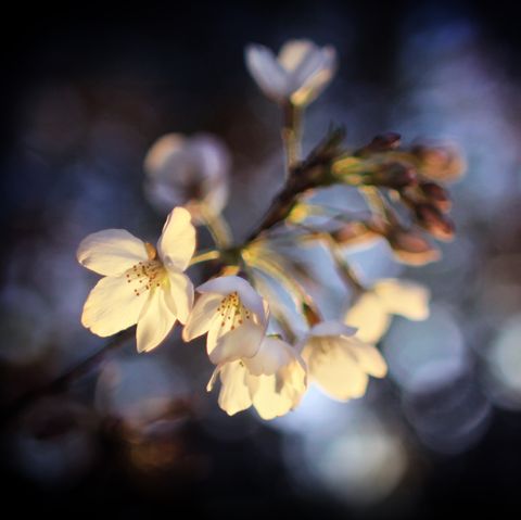 cherry blossom in night light up by lights dreamy moody background artistic floral photography