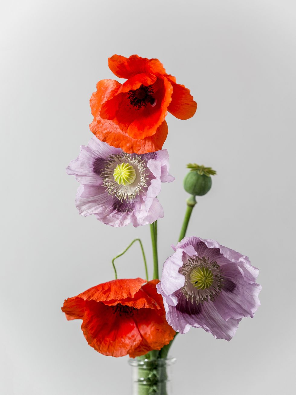 pink and red poppy flowers in vase on black background