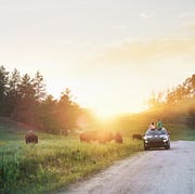 Father and daughter in car watching bison grazing in meadow, Custer State Park, South Dakota father and daughter in car watching bison grazing in meadow, custer state park, south dakota