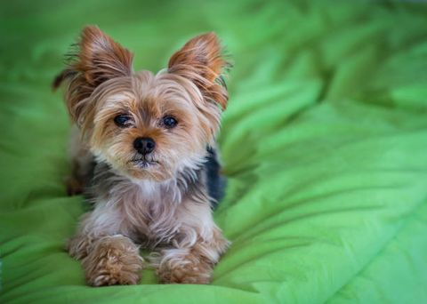 a cute adult male yorkshire terrier yorkie lies on a green bed
