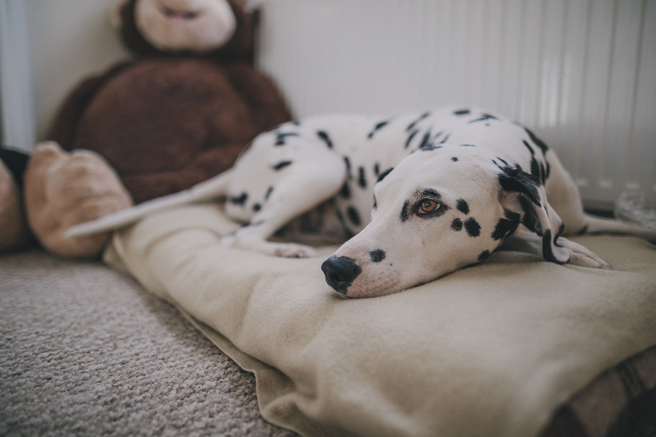 Cama para perro online de tiburon