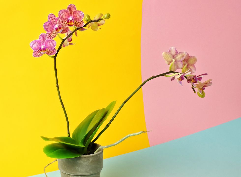 double bloom pink orchid in pot on pink, yellow, and blue color blocked background