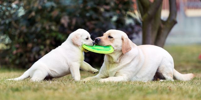 10 Best Chew Toys For Puppies 2022