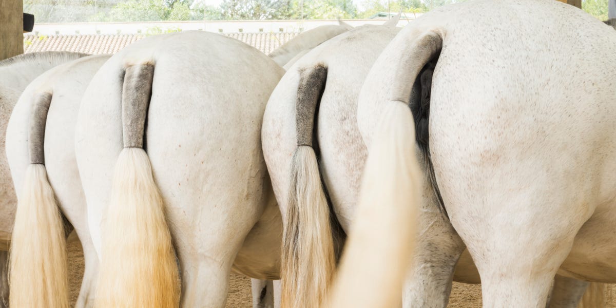 Hair Extensions for Horses New Equestrian Trend