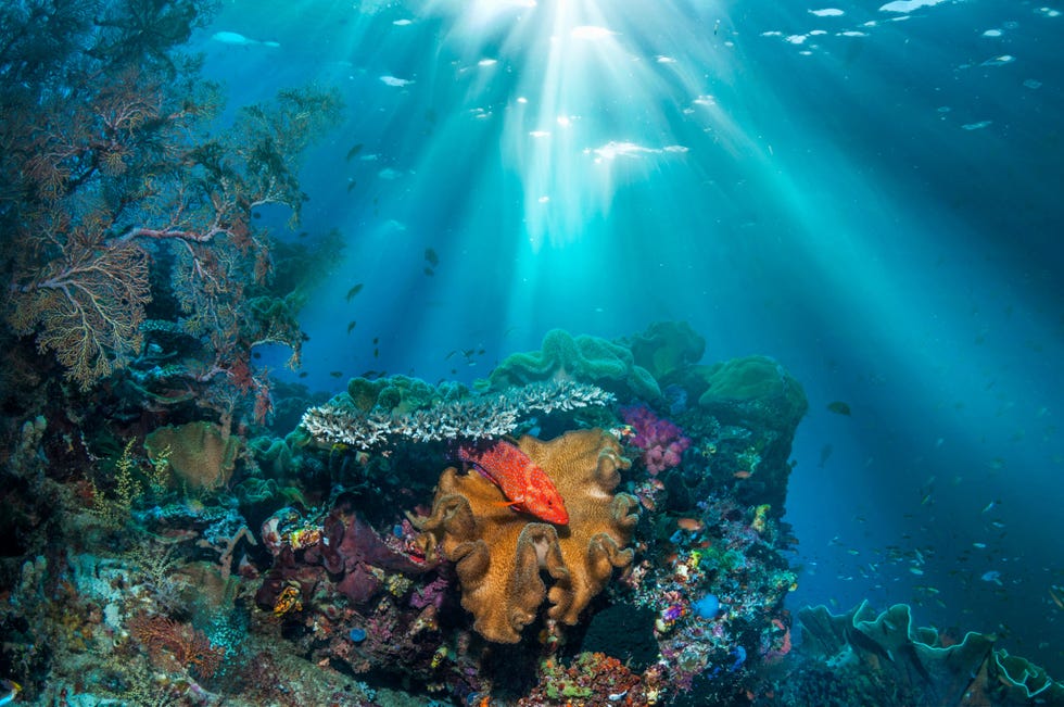 Koraalriflandschap met een rode koraalbaars Cephalopholis miniata Raja Ampat Indonesie