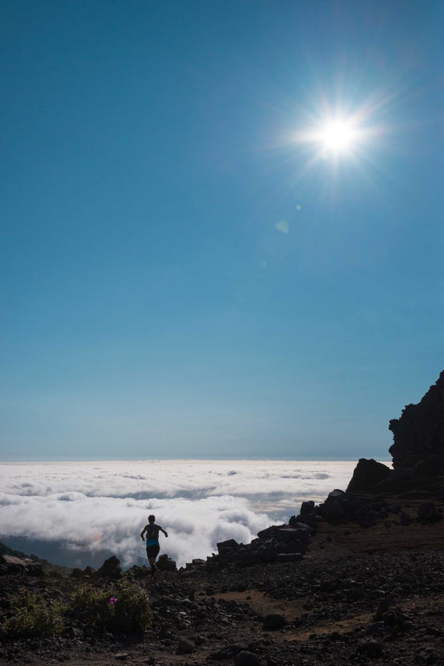 corredora, islas canarias