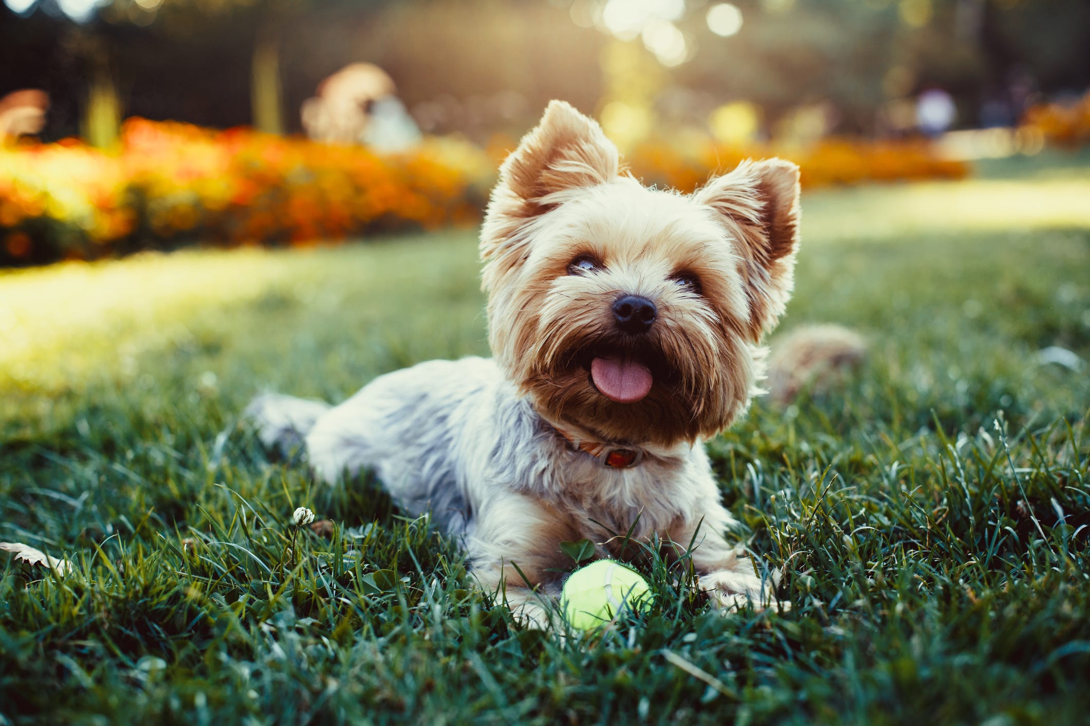 why do yorkshire terriers lick so much