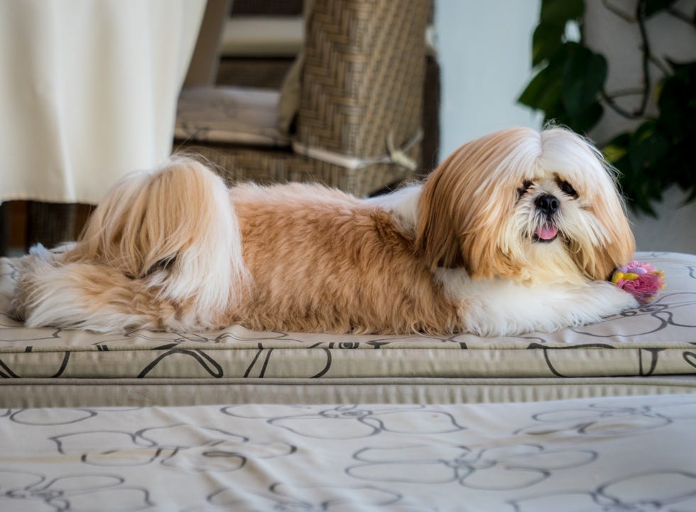 The Shih Tzu's Purpose: To Please People for a Thousand Years – American  Kennel Club