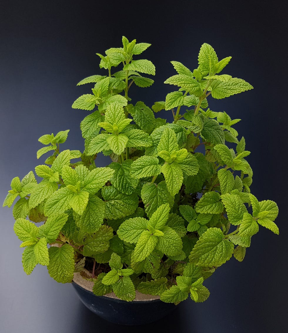 lemon balm; melissa; officinalis;