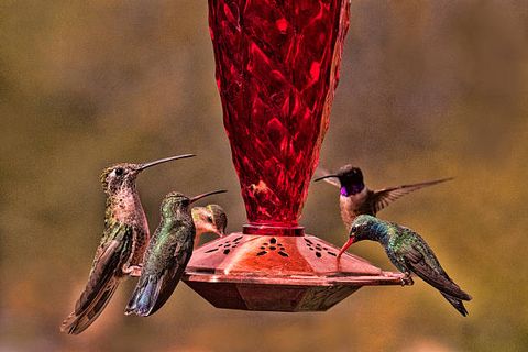 hummingbirds at feeder