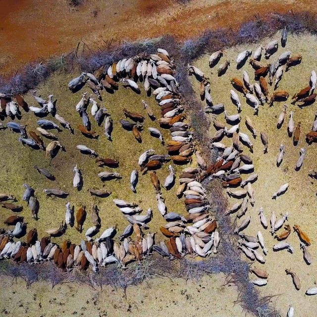 Aerial view of cows suffering from the drought grouped in fences to be fed by the governement, Oromia, Yabelo, Ethiopia