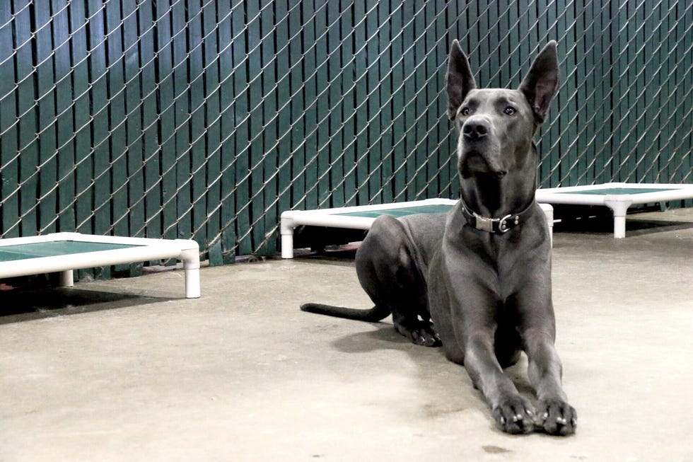 great dane lying down on floor in room