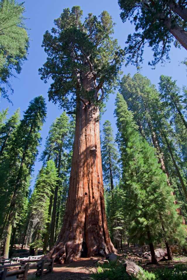 Redwood tree in Sequoia National Park, California