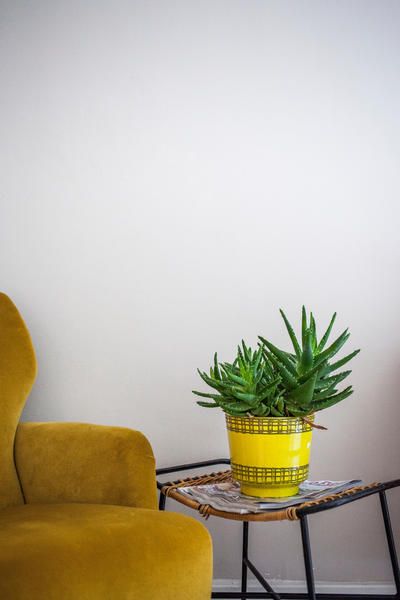 Yellow, Flowerpot, Houseplant, Terrestrial plant, Interior design, Club chair, Armrest, Vase, Xanthorrhoeaceae, Perennial plant, 