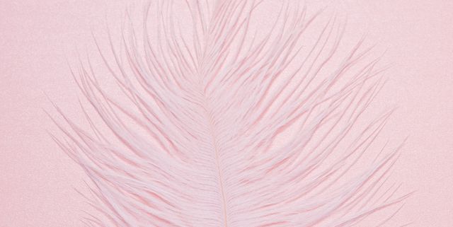 ostrich feather on pink background