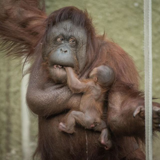 orangutan momma