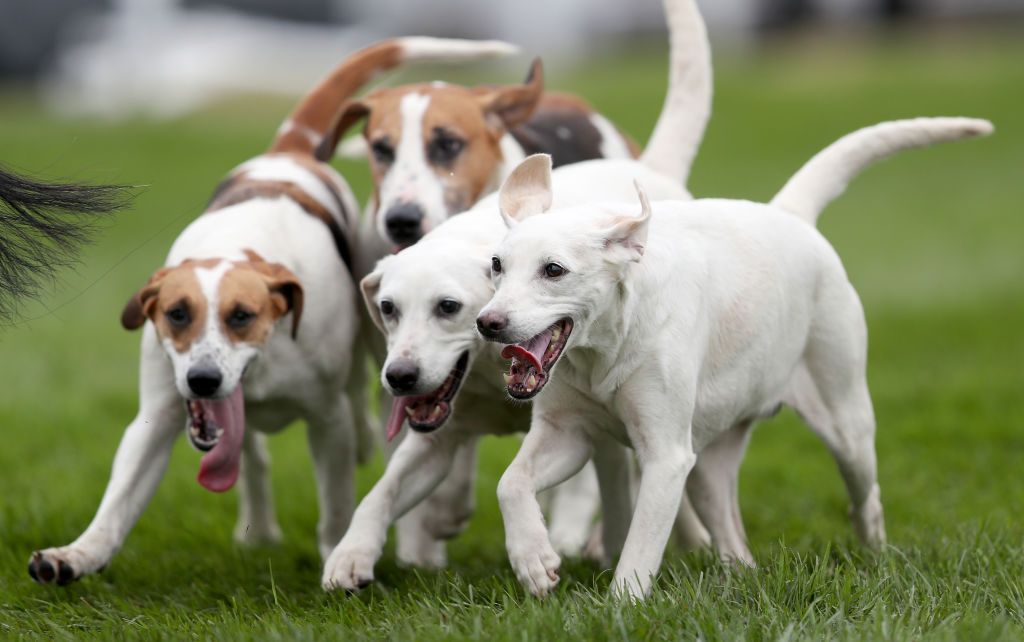 Dog, Mammal, Vertebrate, Dog breed, Canidae, Carnivore, Companion dog, Parson russell terrier, Snout, Sporting Group, 