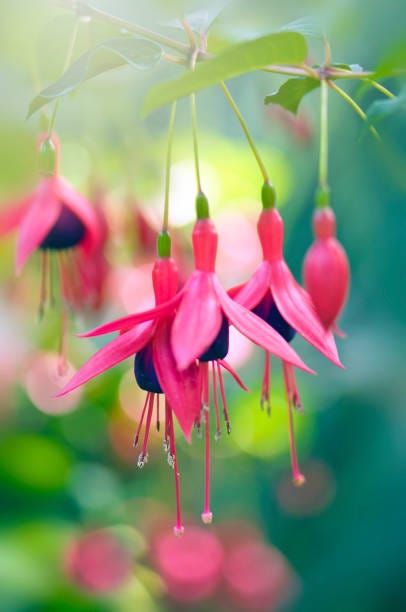 close up macro image of the beautiful hanging summer flowers of the pink and purple fuchsia flowers against a soft colourful bokeh background