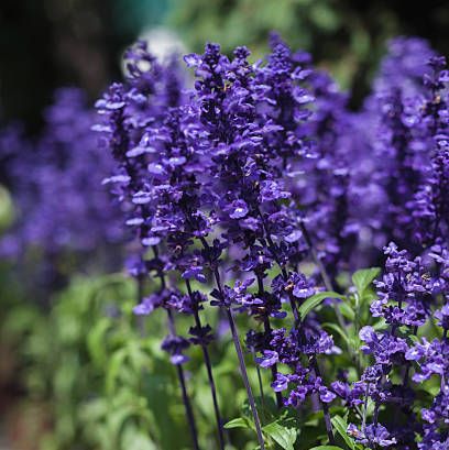 The 20 Best Perennial Flowers for a Beautiful Blooming Garden