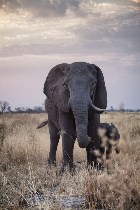 Elephant, Terrestrial animal, Elephants and Mammoths, Wildlife, African elephant, Indian elephant, Grassland, Tusk, Savanna, Wilderness, 