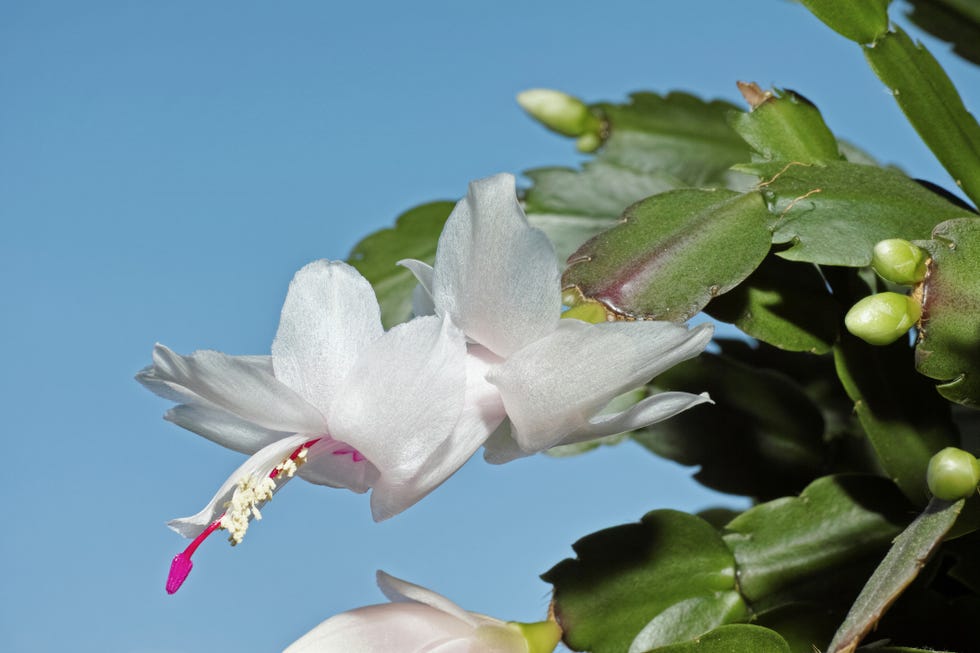 someone hand holding a flower of thanksgiving cactus