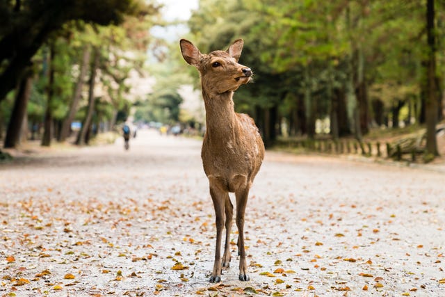 een hert in nara in japan