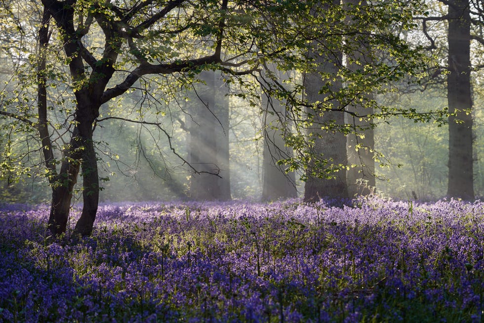 Spring equinox 17 heartwarming photos of spring in the uk