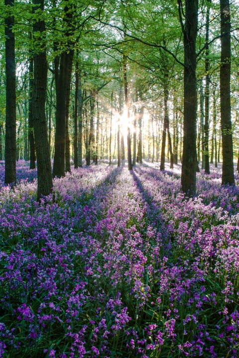 Spring Equinox: 14 heartwarming photos of spring in the UK