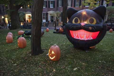 Pumpkin, trick-or-treat, Jack-o'-lantern, Grass, Cat, Carving, Art, Plant, Black cat, Fawn, 