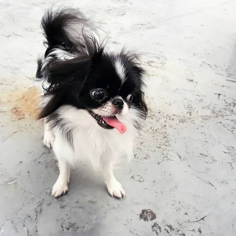 small dogs japanese chin