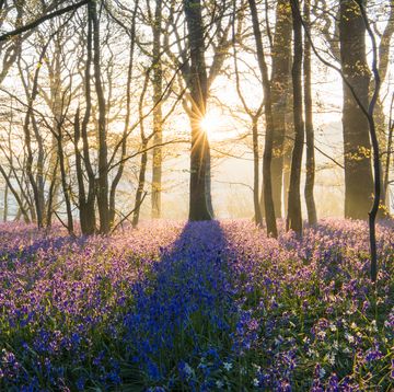 bluebells hyacinthoides non scripta in mixed woodland at sunrise, sussex, england