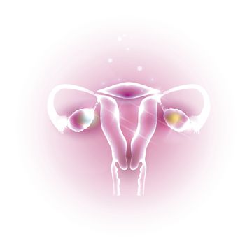 Ovarires and Uterus