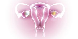 Ovarires and Uterus