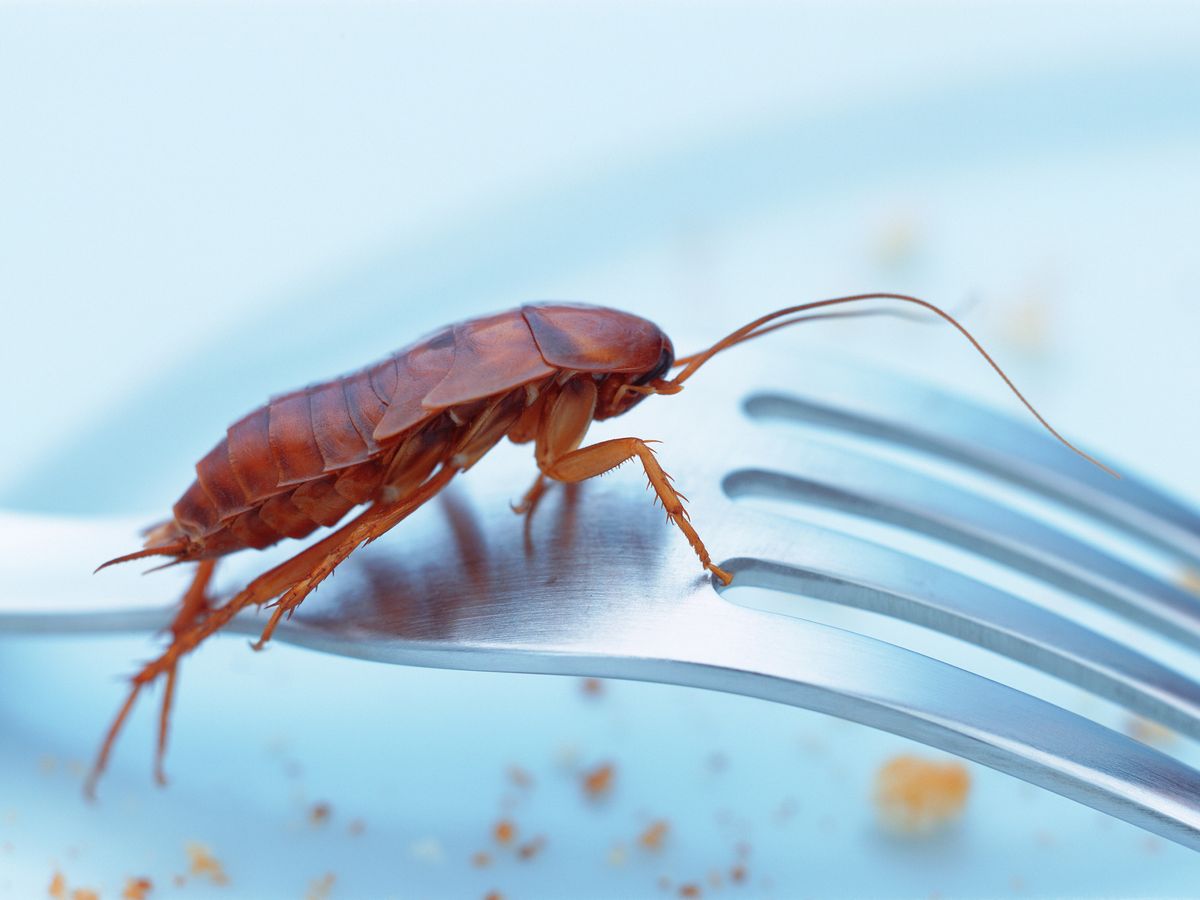 Do Cockroaches Bite?  Native Pest Management
